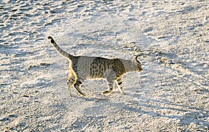 Cat walking along the beach, sunny day