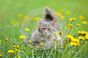 Cat walking on dandelion meadow