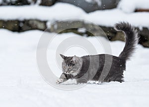 Cat walking in deep snow