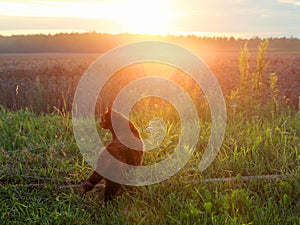 Cat walking in the grass in the rays of the setting sun.