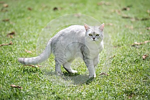 Cat walking on green gras