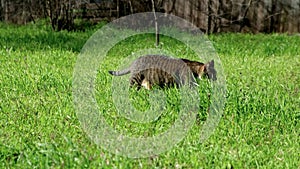 Cat walking in green grass