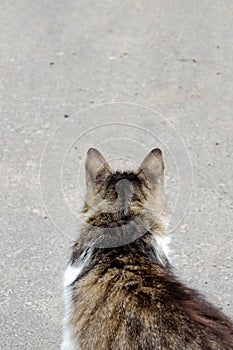 Cat walking at the ground. Copy space