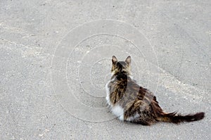 Cat walking at the ground. Copy space