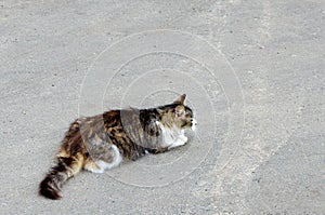 Cat walking at the ground. Copy space