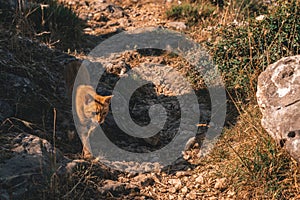 cat walking in hiking trail in mountains