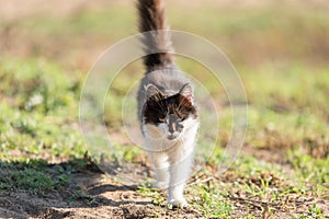 Cat walking in the nature