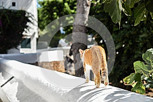 Cat walking over a fence