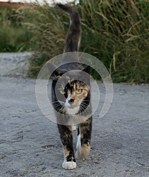 Mačka kráčajúca po ceste v blízkosti trávy. Slovensko