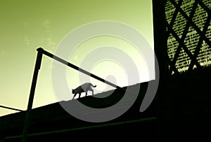 Cat walking on roof