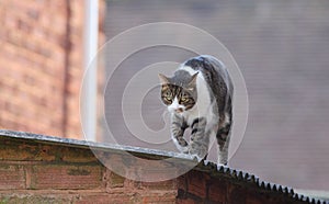 Cat walking on roof