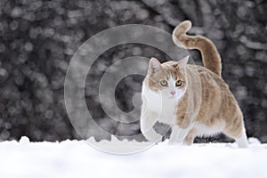 Cat walking in snow