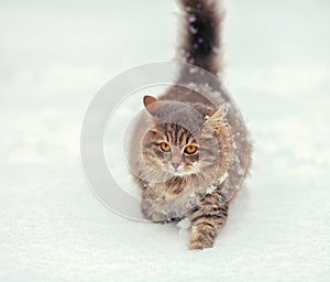 Cat walking on the snow