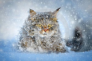 Cat walking in the snow in winter