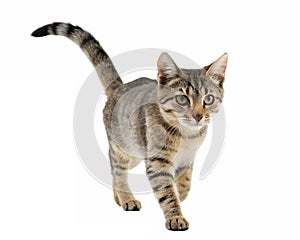 A Cat Walking on a solid white empty space, towards the camera