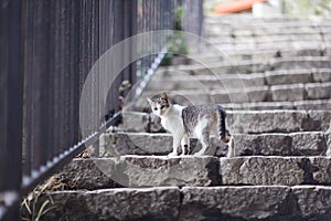 Cat walking at stone staircase