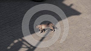 Cat walking on the street, Georgia