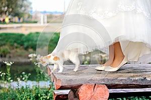 Cat walking under bride dress