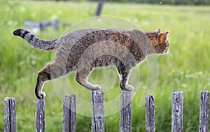 The cat walks along the picket fence.