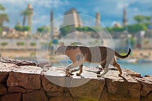 The cat walks along the trail against the backdrop of the mountain