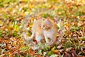 Cat walks in the autumn Park on the fallen leaves