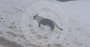 Cat walks cautiously on the snow