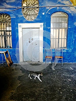 A cat walks the corridors of a devastated palace from the Ottoman period photo