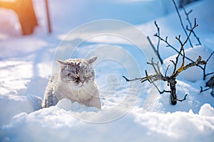 Cat walks in the deep snow in winter