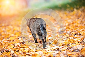 The cat walks on fallen leaves back to the camera