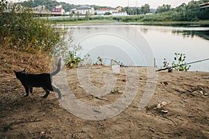 Cat walks near Spinning