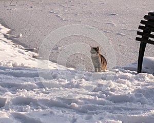 A cat walks in the snow near a frozen lake in winter