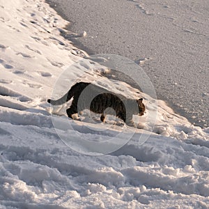 A cat walks in the snow near a frozen lake in winter