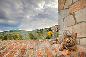 Cat on the wall. Piedmont, Italy.