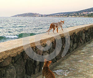 Cat on the wall with sea