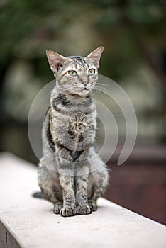 Cat on the Wall