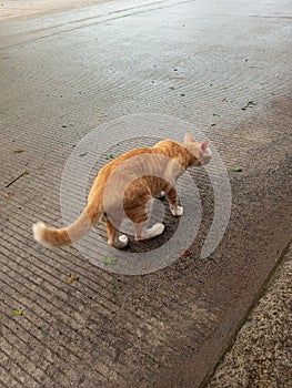 A cat wants to ambush its prey