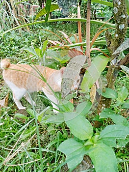 the cat wants to catch the mouse in the leaves