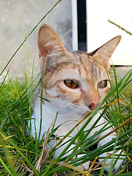 The cat wants to play in the park