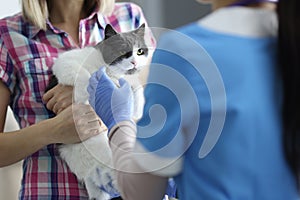Cat was brought to veterinarian`s appointment closeup