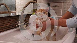 Cat washed by owner in the bathroom sink