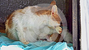 cat washes licking his paw tongue