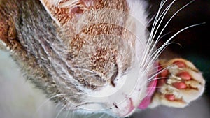 cat washes licking his paw tongue