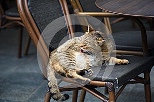 The cat is washing itself, in the chair. Cat relaxing in the chair, unusual Frequenter sitting in the cafe in Lviv city