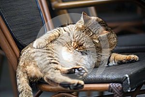 The cat is washing itself, in the chair. Cat relaxing in the chair, unusual Frequenter sitting in the cafe in Lviv city