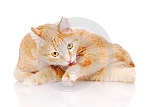 Cat washing itself. on white background