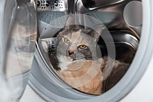 Cat is in the washing machine