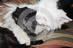 Cat washs kitten