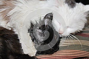 Cat washs kitten