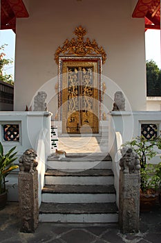 cat - wat pho - bangkok - thailand