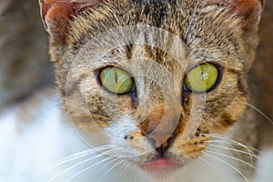 Cat watches with slightly anxious eyes, assessing situation around him, listening to every rustle, observing every